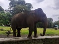 A Sumatran elephant Royalty Free Stock Photo