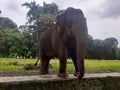 A Sumatran elephant Royalty Free Stock Photo