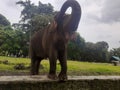 A Sumatran elephant Royalty Free Stock Photo