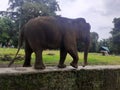 A Sumatran elephant Royalty Free Stock Photo