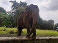 A Sumatran elephant Royalty Free Stock Photo