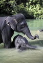 Sumatran elephant Elephas maximus sumatranus bathing in river with baby