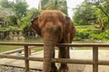 The Sumatran elephant, Elephas maximus sumatranus is one of three recognized subspecies of the Asian elephant, and native to the