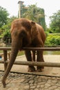 The Sumatran elephant, Elephas maximus sumatranus is one of three recognized subspecies of the Asian elephant, and native to the