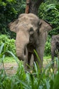 Sumatran elephant in the forest