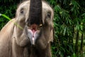 A sumatran elephant roaring with the trunk in the air Royalty Free Stock Photo