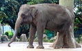 Sumatran elephant Royalty Free Stock Photo