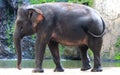 Sumatran elephant