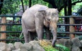 Sumatran elephant