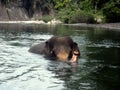 Sumatran elephant while wading in the river