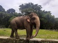 A Sumatran elephant is walking around Royalty Free Stock Photo