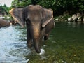 Sumatran elephant while walking in the river