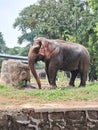 Sumatran elephant & x28;Elephas maximus sumatrensis& x29; bathing using its trunk