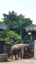 Sumatran elephants with the Latin name Elephas maximus sumatrensis,
