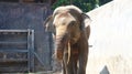 Sumatran elephants with the Latin name Elephas maximus sumatrensis,