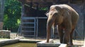 Sumatran elephants with the Latin name Elephas maximus sumatrensis,