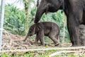 Sumatran elephants in Sumatra Indonesia