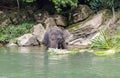 Sumatran elephants in Sumatra Indonesia