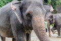 Sumatran elephants in Sumatra Indonesia
