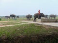 Sumatran Elephants in Way Kambas National Park