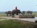 Sumatran Elephants in Way Kambas National Park