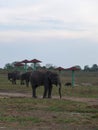 Sumatran Elephants in Way Kambas National Park