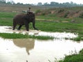 Sumatran Elephants in Way Kambas National Park