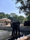 Sumatran Elephant (Elephas maximus sumatranus) on the zoo