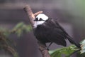 Sumatran laughingthrush