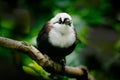 Sumatran laughingthrush, Garrulax bicolor, white brown bird sitting on the tree branch in the tropic forest, Indonesia in Asia. Royalty Free Stock Photo