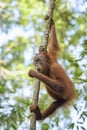 Sumatran Orang-utan - Pongo abelii Royalty Free Stock Photo