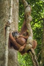 Sumatran Orang-utan - Pongo abelii Royalty Free Stock Photo