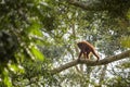 Sumatran Orang-utan - Pongo abelii Royalty Free Stock Photo