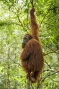 Sumatran Orang-utan - Pongo abelii Royalty Free Stock Photo