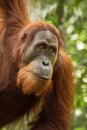 Sumatran Orang-utan - Pongo abelii Royalty Free Stock Photo