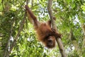 Sumatran Orang-utan - Pongo abelii Royalty Free Stock Photo