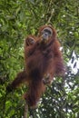 Sumatran Orang-utan - Pongo abelii Royalty Free Stock Photo