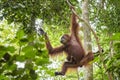 Sumatran Orang-utan - Pongo abelii Royalty Free Stock Photo