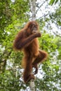 Sumatran Orang-utan - Pongo abelii Royalty Free Stock Photo