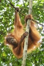 Sumatran Orang-utan - Pongo abelii Royalty Free Stock Photo