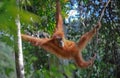 Sumatran orangutan Royalty Free Stock Photo