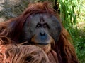 Sumatran Orangutan Royalty Free Stock Photo