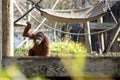 Sumatran Orangutan at the Atlanta Zoo