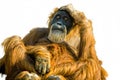 Sumatran Orangutan (Pongo abelii) cut out Royalty Free Stock Photo