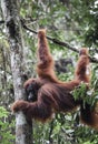 Male Sumatran orangutan Pongo abelii in rain forest trees Royalty Free Stock Photo