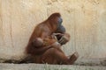 Sumatran orangutan Pongo abelii Royalty Free Stock Photo