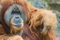 Sumatran orangutan (Pongo abelii) Royalty Free Stock Photo