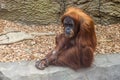 Sumatran orangutan (Pongo abelii Royalty Free Stock Photo