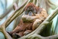 The Sumatran orangutan. Pongo abelii. Royalty Free Stock Photo