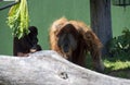 Two Sumatran Orangutans (Pongo abelii) at Sydney Zoo Royalty Free Stock Photo